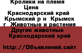 Кролики на племя › Цена ­ 350 - Краснодарский край, Крымский р-н, Крымск г. Животные и растения » Другие животные   . Краснодарский край